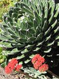 Agave victoria reginae